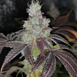 Sour Kuntz