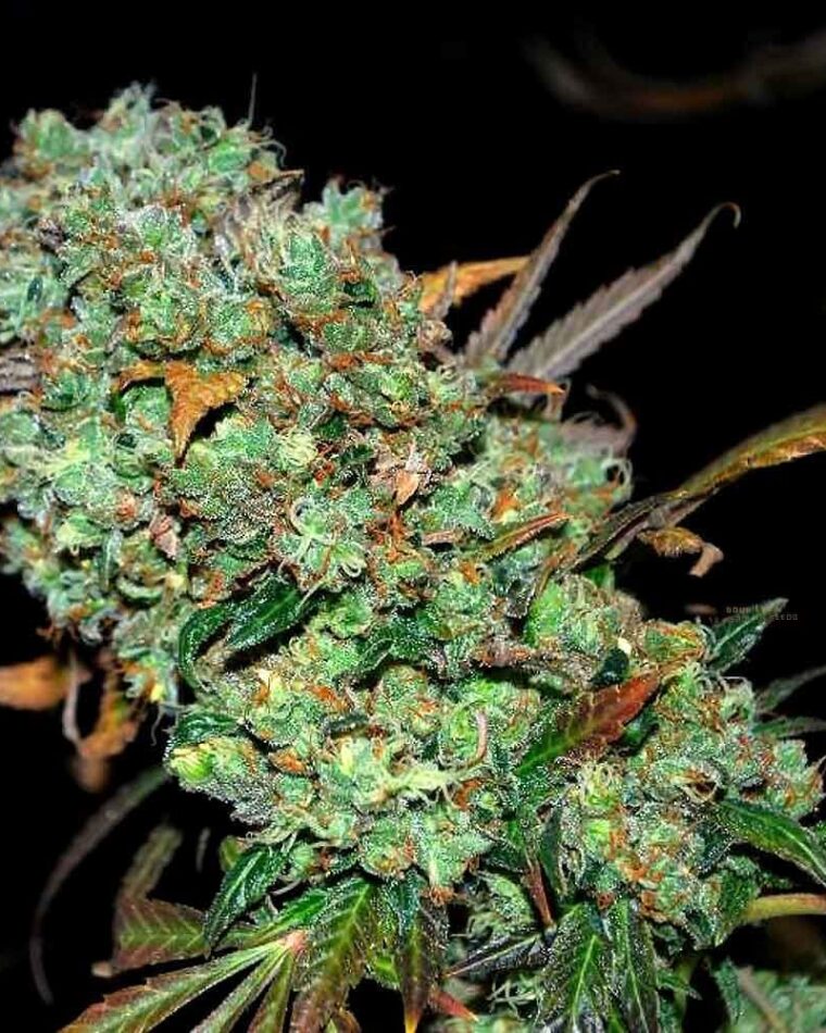 Sour Leda from Karma Genetics