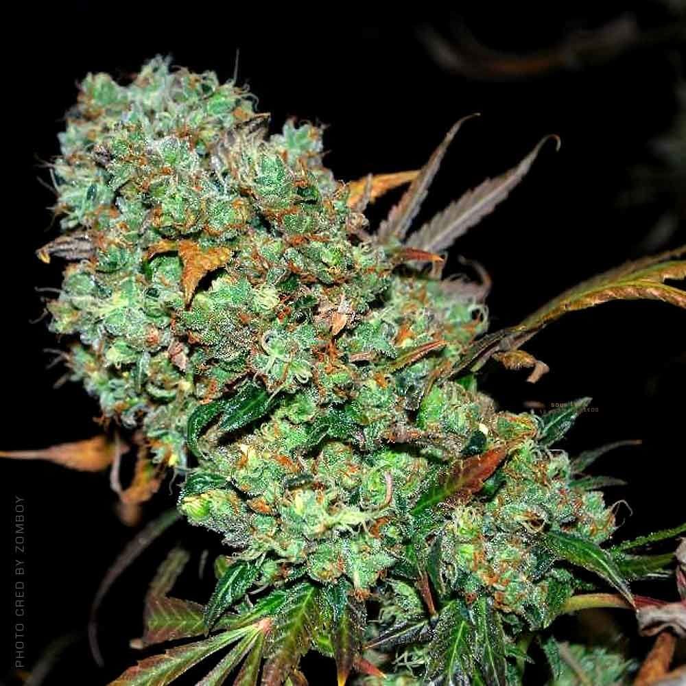 Sour Leda from Karma Genetics