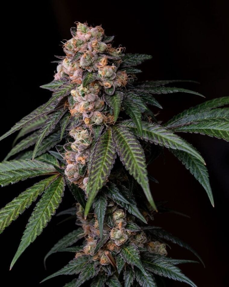 Sour Lemon Mochi from Karma Genetics