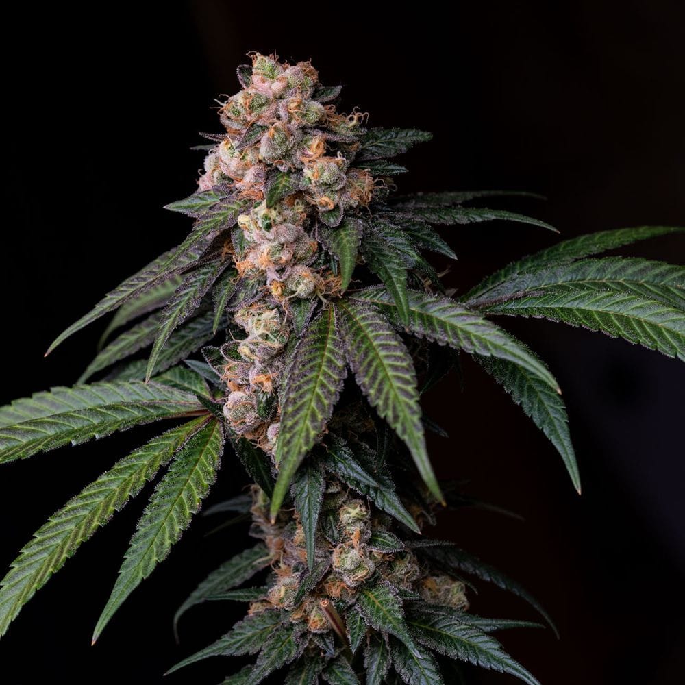 Sour Lemon Mochi from Karma Genetics