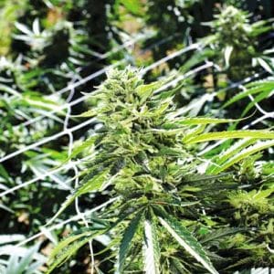 Sour Lemon OG by Emerald Triangle Seeds – 12/12 Photoperiod – Social – Mostly Sativa – image 1 – Seed City