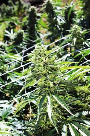 Sour Lemon OG