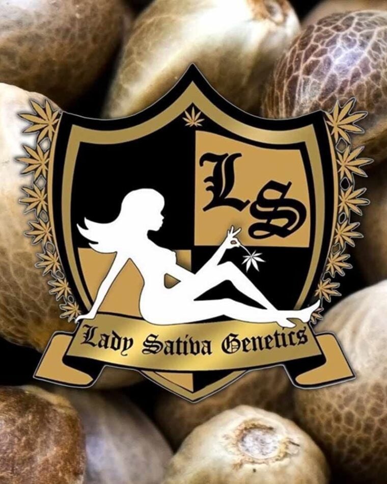 Sour Marmalade by Lady Sativa Genetics – Good for outdoor grow – 12/12 Photoperiod – Regular – image 1 – Seed City