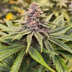 Sour Mckuntz