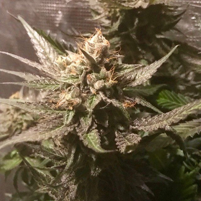 Sour Moonfire cannabis seeds – Berry – Outdoor – Indica-heavy – image 1 from Seed City