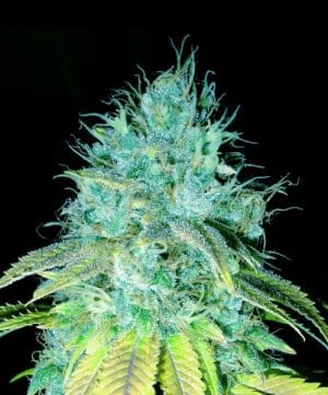 Sour Puss
