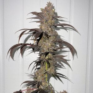 Sour Runtz