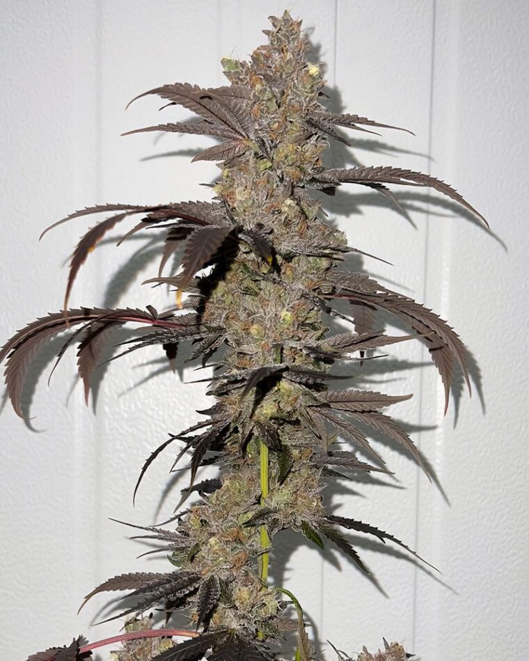 Outdoor cultivation – 12/12 Photoperiod – Sweet – Sour Runtz strain – image 1 – from Fidels Seed Co via Seed City