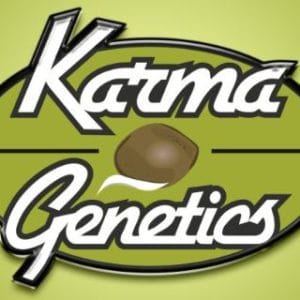 12/12 Photoperiod – Gassy – Regular – Sour Sweatband OG strain – image 1 – from Karma Genetics via Seed City