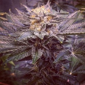 Sour Tropicanna