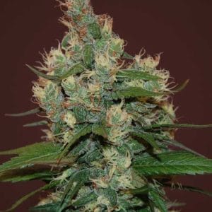 Sour Turbo Diesel by Cream of the Crop – Indica-heavy – 12/12 Photoperiod – Female seeds – image 1 – Seed City