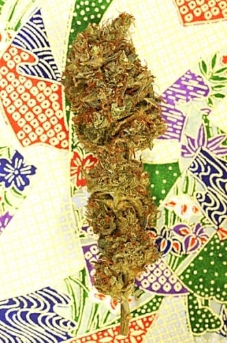 Image 3 of Southern Lights #7 cannabis by Delta 9 Labs Seeds – Mostly Sativa – 12/12 Photoperiod – Sweet – Seed City