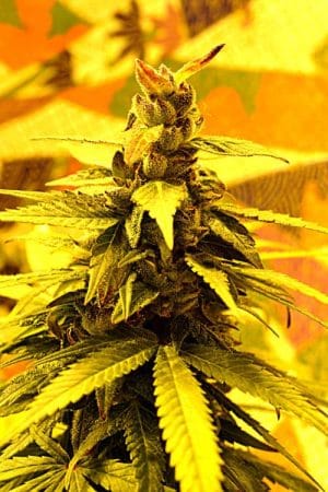 Southern Lights #7