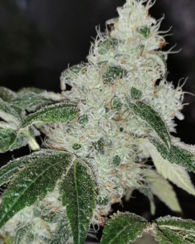 Sowah Sherbert by Pheno Finder Seeds – Outdoor cultivation – Gassy – Guaranteed female plants – image 1 – Seed City