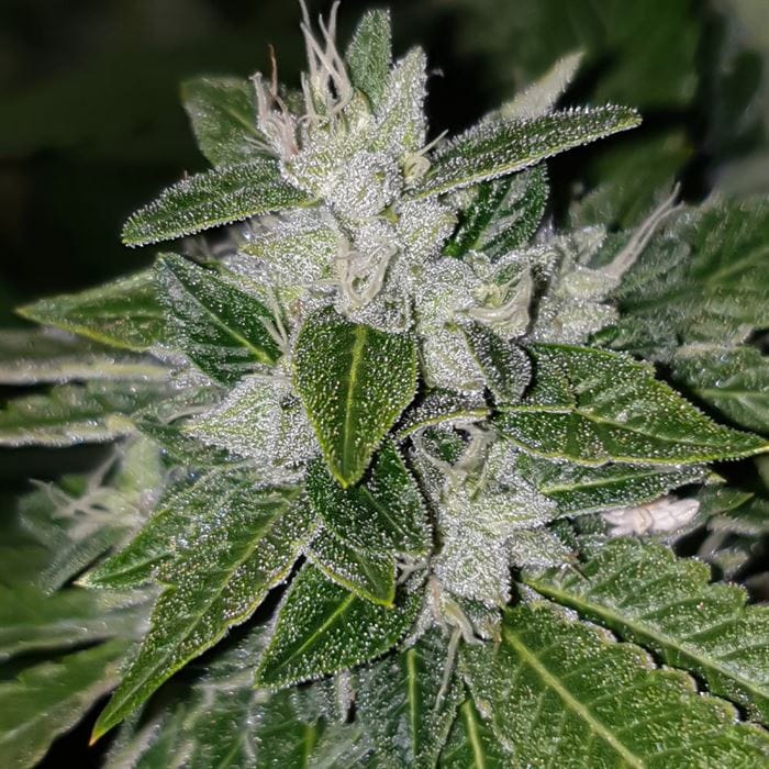 Regular – Mostly Sativa – Suited for indoor growing – Sowahh strain – image 1 – from Karma Genetics via Seed City