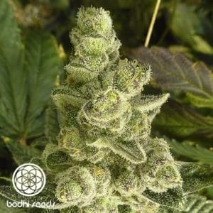 Space Cake
