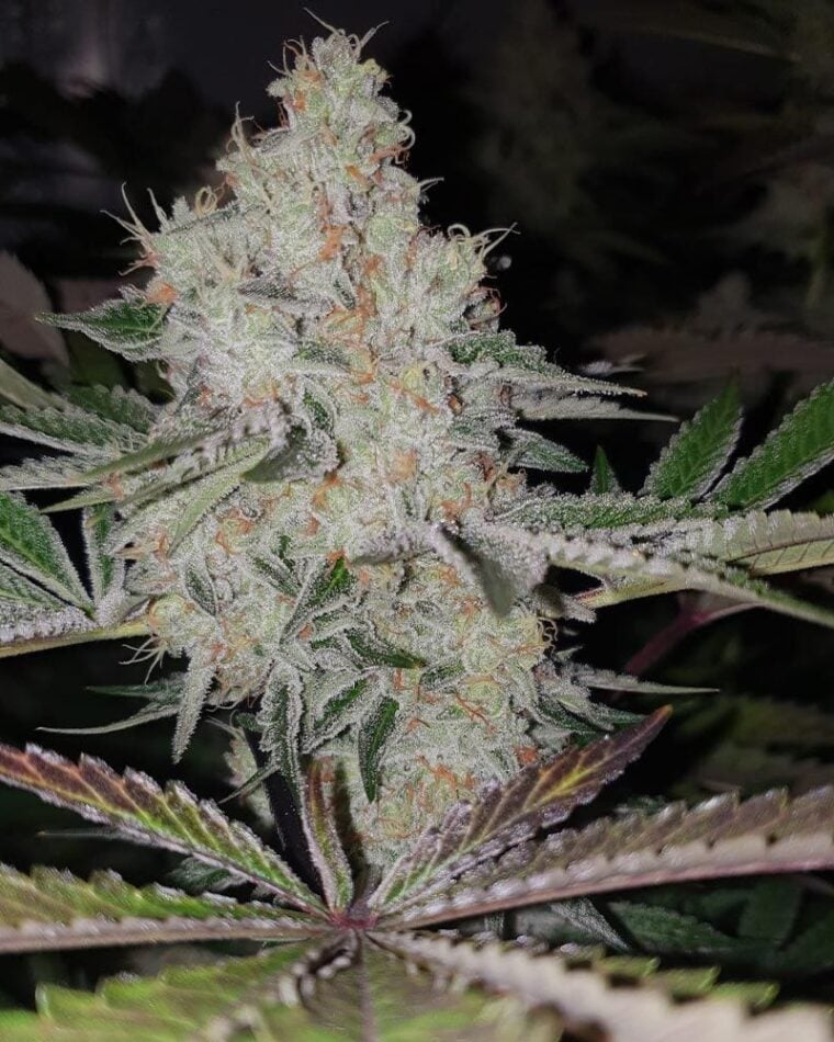 Image 1 of Space Invader cannabis by Original Big Buddha Family Farms – Indoor – Spicy – 12/12 Photoperiod – Seed City