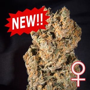 Space Mango Auto cannabis seeds – Outdoor cultivation – Feminized – Auto-Flowering – image 1 from Seed City