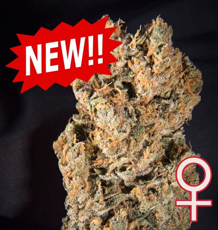 Space Mango Auto cannabis seeds – Outdoor cultivation – Feminized – Auto-Flowering – image 1 from Seed City