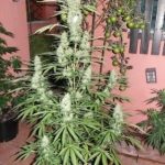 Spacer by SuperAutos by Stitch – Guaranteed female plants – Auto-Flowering – Sweet – image 2 – Seed City