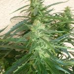 Spacer by SuperAutos by Stitch – High Yielding – Relaxing – Sweet – image 1 – Seed City