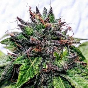 Regular – Appetite Stimulant – 12/12 Photoperiod – Special Needs strain – image 1 – from Holy Smoke Seeds via Seed City