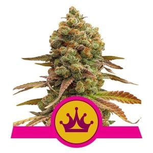 Special Queen #1 by Royal Queen Seeds – Outdoor cultivation – High Yielding – Tall (140cm plus) – image 1 – Seed City