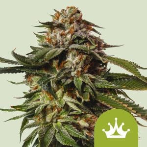 Special Queen #1 Auto by Royal Queen Seeds – Indica Dominant – Relaxing – Guaranteed female plants – image 1 – Seed City
