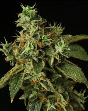 Special Rum Auto