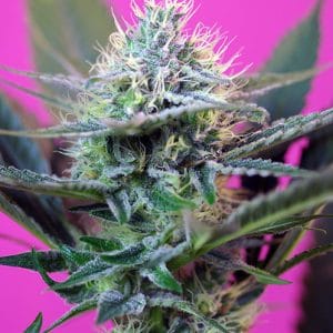 + Speed by Sweet Seeds – Cheese – Guaranteed female plants – Auto-Flowering – image 1 – Seed City