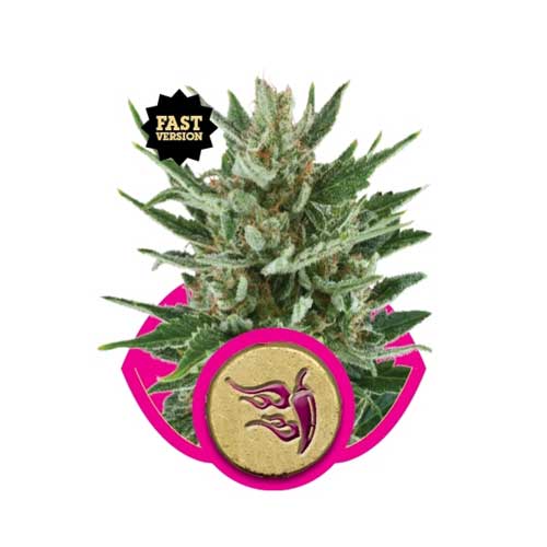 Speedy Chile Fast V cannabis – image 1 – Seed City