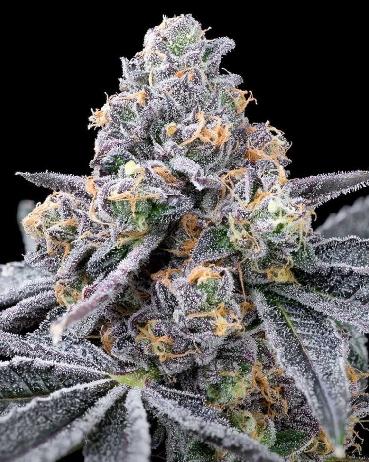 Spilt Paint by Cookies Seed Bank – Feminized – Dairy – 12/12 Photoperiod – image 1 – Seed City