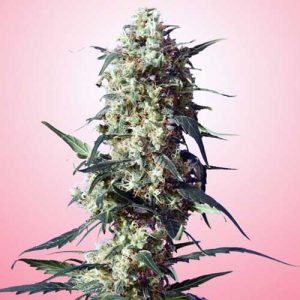 Spliff Strawberry