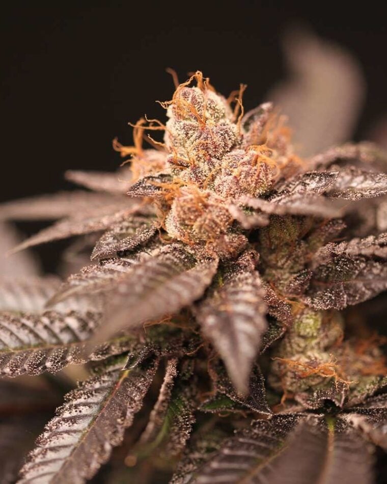 Indoor-friendly – Fuel – Regular – Spritz strain – image 1 – from Perfect Tree Seeds via Seed City