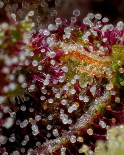 Squirt Autoflower by Humboldt Seed Company – Grapefruit – Mostly Sativa – Indoor – image 2 – Seed City