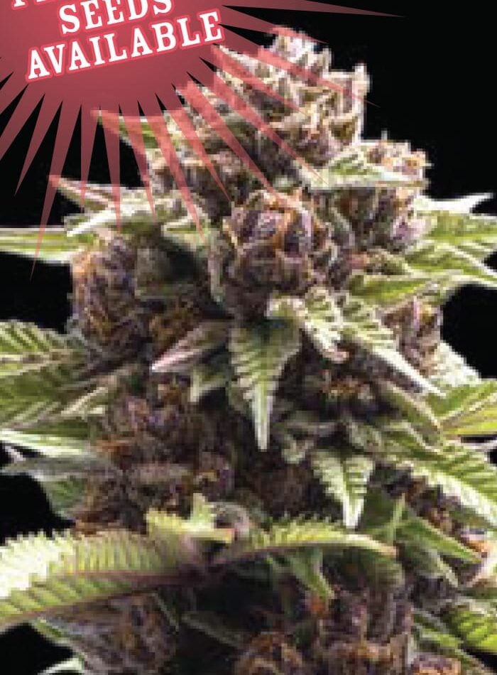Squirt by Humboldt Seed Company – Sweet – Motivational – 12/12 Photoperiod – image 1 – Seed City