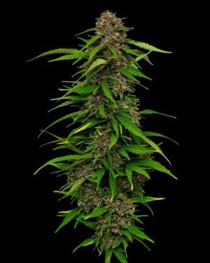 Squirt Autoflower