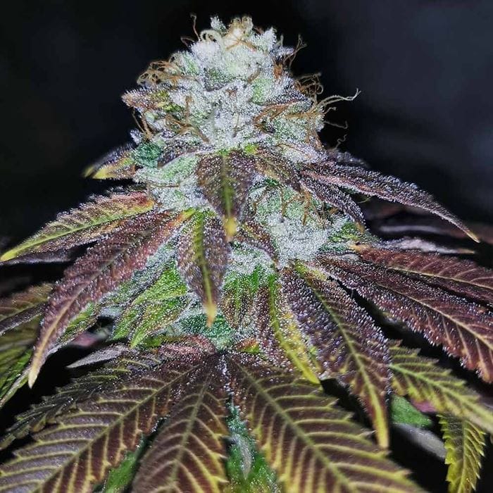 Image 1 of Squirterz cannabis by Pheno Finder Seeds – Outdoor – Female seeds – Fruity – Seed City