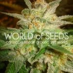 showing Indoor-friendly – Resistant to Mould – Beginning of October – image 1 – Seed City