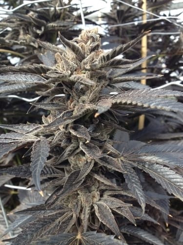 Star Killer from Rare Dankness Seeds