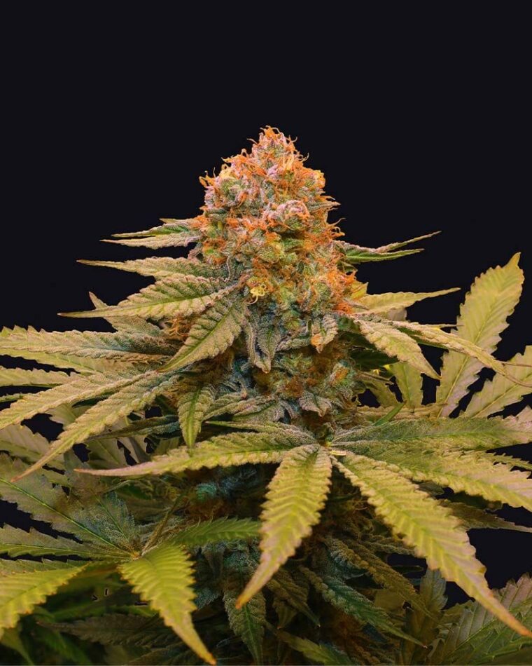 Star Fruit cannabis seeds – Indoor – 12/12 Photoperiod – Indica-heavy – image 1 from Seed City