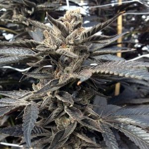 Image 1 of Star Killer cannabis by Rare Dankness Seeds – Indoor-friendly – Sweet – Regular – Seed City