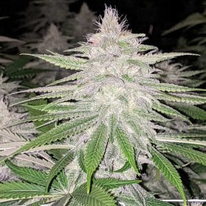 Earthy – Outdoor – Regular – Star Killer Haze strain – image 1 – from Rare Dankness Seeds via Seed City