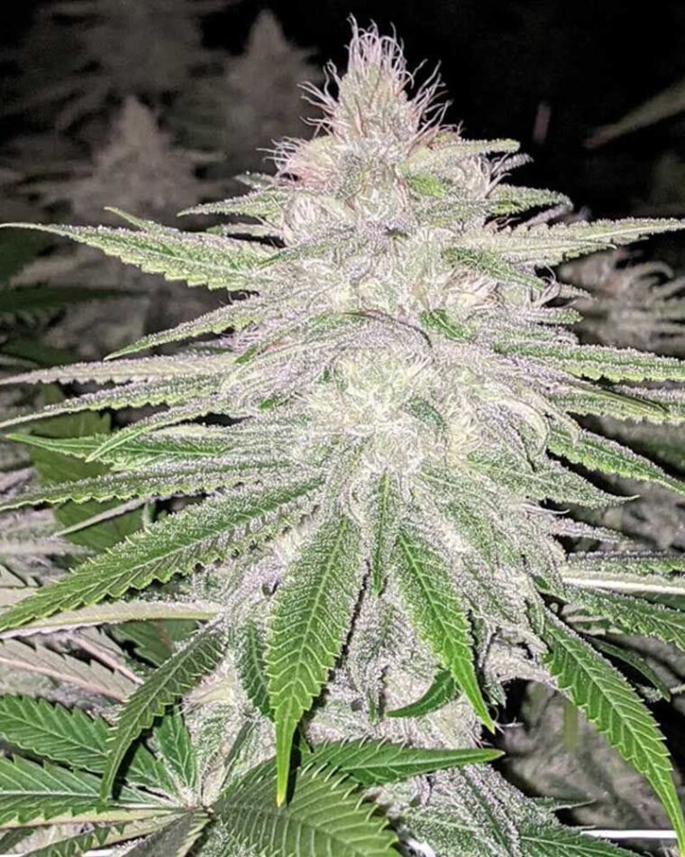 Earthy – Outdoor – Regular – Star Killer Haze strain – image 1 – from Rare Dankness Seeds via Seed City
