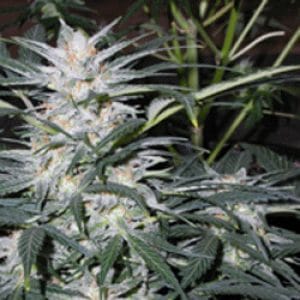 Star Ryder Automatic by Sagarmatha Seeds – Short (up to 80cm) – Auto-Flowering – Female seeds – image 1 – Seed City