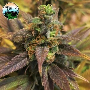 12/12 Photoperiod – Feminized – Sativa Dominant – Starburst strain – image 1 – from Cali Weed Seeds via Seed City