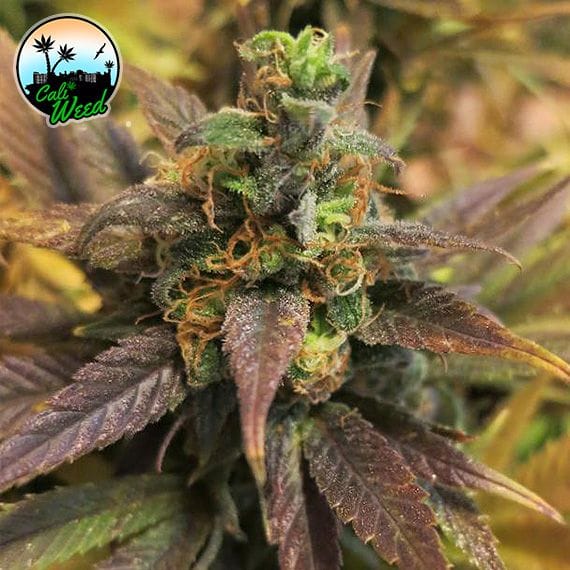 12/12 Photoperiod – Feminized – Sativa Dominant – Starburst strain – image 1 – from Cali Weed Seeds via Seed City
