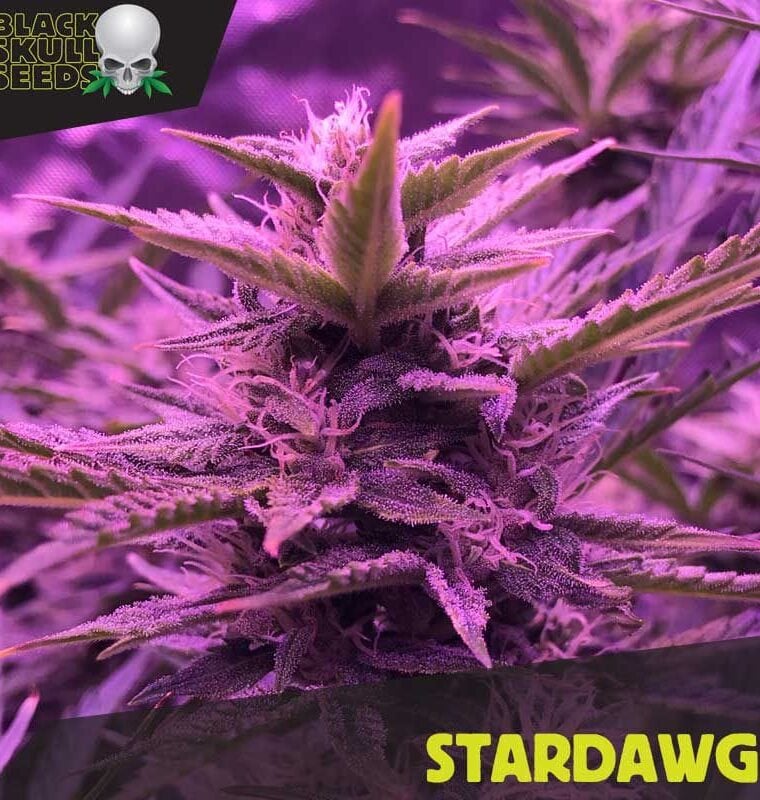 Image 1 of Stardawg cannabis by Blackskull Seeds – Large yield – Feminized – Super Strength – Seed City