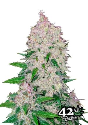 Stardawg